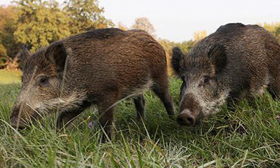 Бодон гахай (Sus scrofa Linnaeus, 1758)